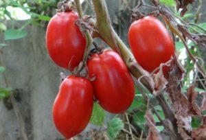 คำอธิบายพันธุ์มะเขือเทศไซบีเรียทรอยก้า ลักษณะเด่น และผลผลิต