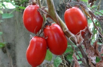 พุ่มไม้ที่มีมะเขือเทศ