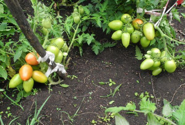 มะเขือเทศพันธุ์เตี้ย