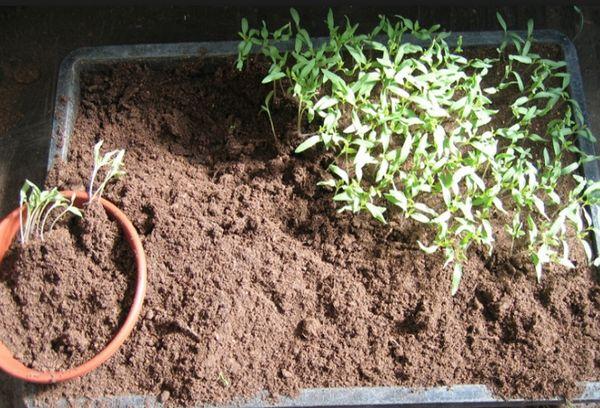 ต้นกล้ามะเขือเทศ