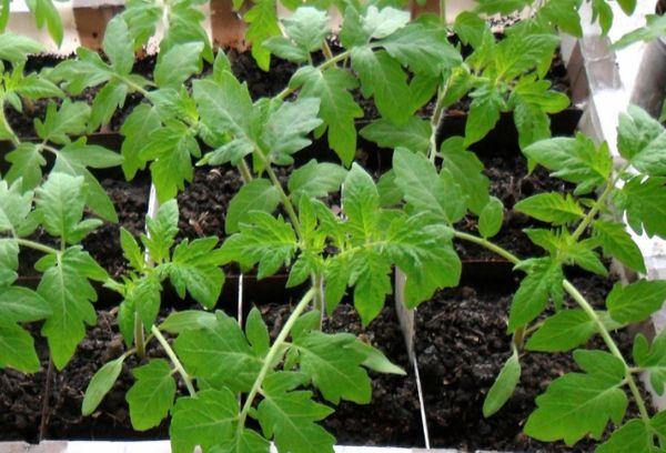 ต้นกล้ามะเขือเทศ