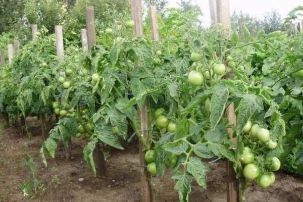 ต้นมะเขือเทศ