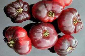 มะเขือเทศสุก