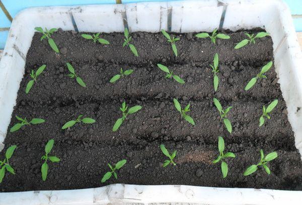 มะเขือเทศจากเมล็ด