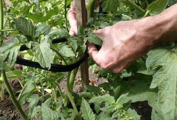 มะเขือเทศการ์เตอร์