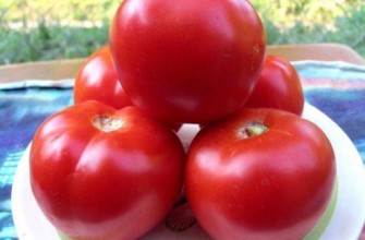 มะเขือเทศบนจาน