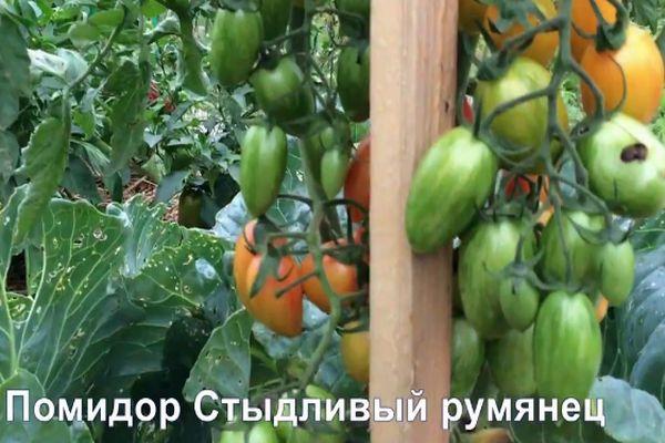 การปลูกมะเขือเทศ