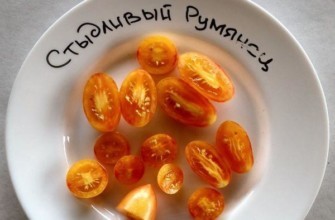 มะเขือเทศเชอร์รี่