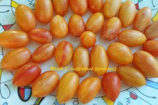 มะเขือเทศเชอร์รี่