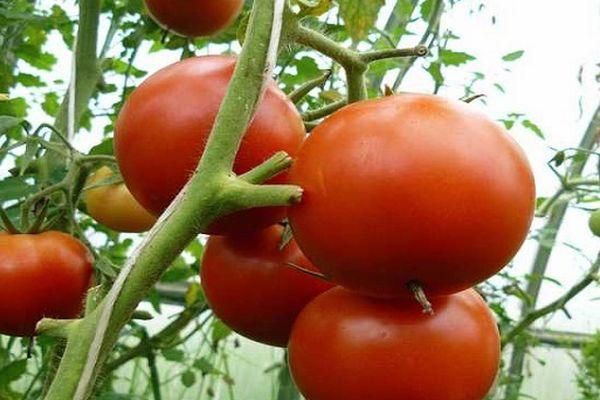 Un buisson avec des tomates
