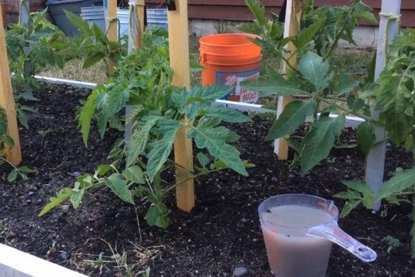 การใส่ปุ๋ยมะเขือเทศ