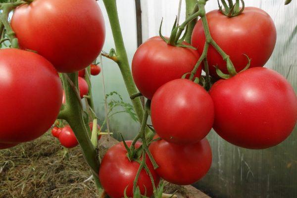 แม่สื่อมะเขือเทศ