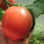 มะเขือเทศหนึ่งลูก