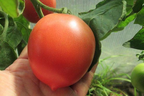 Une tomate