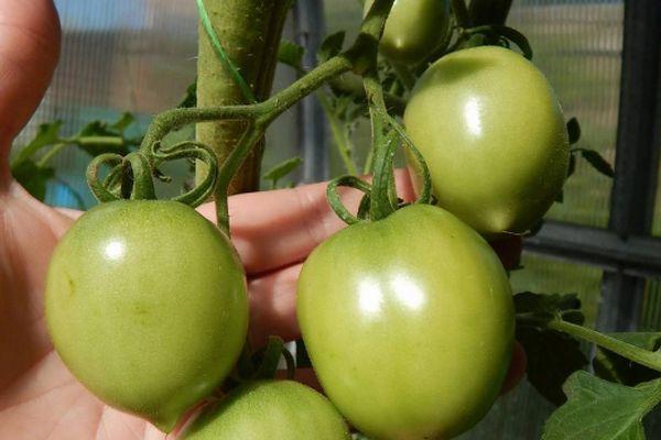tomates vertes