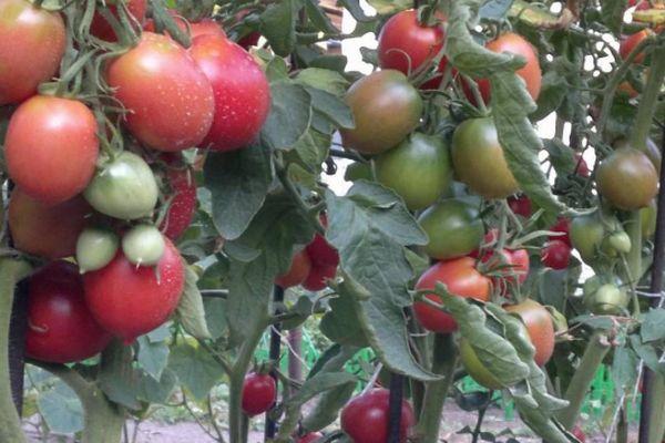 Cultiver des tomates