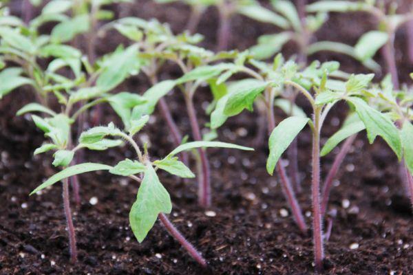 ถั่วงอกมะเขือเทศ