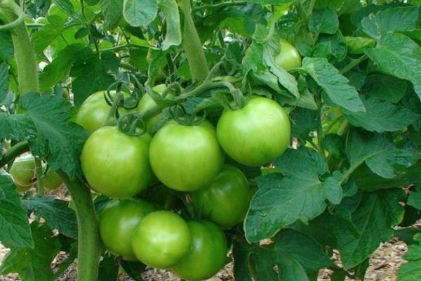 มะเขือเทศสีเขียว