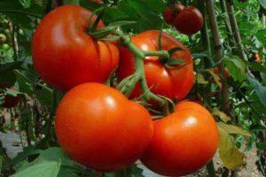 คำอธิบายพันธุ์มะเขือเทศ Tolstoy F1 ลักษณะและผลผลิต