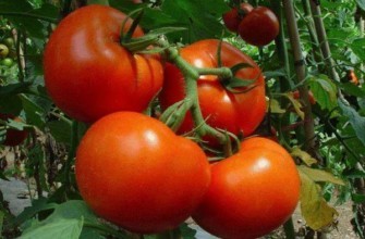 กิ่งที่มีมะเขือเทศ