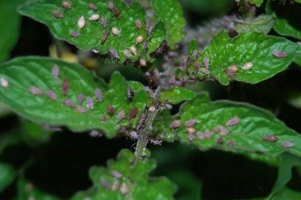 ไรเดอร์