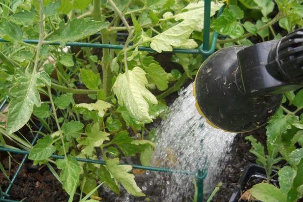 การรดน้ำมะเขือเทศ