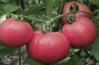 มะเขือเทศทอร์เบย์