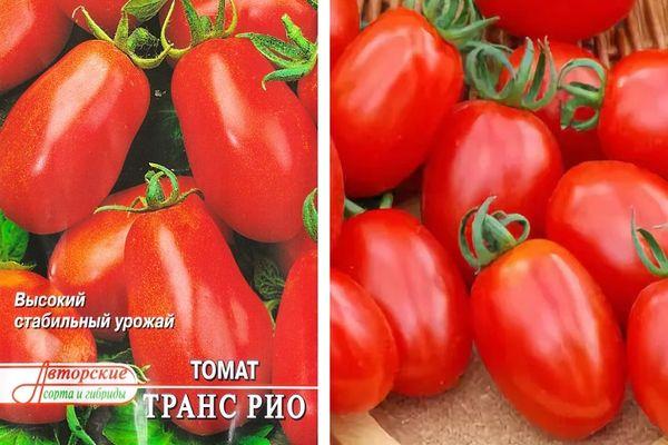 Tomate à maturité précoce