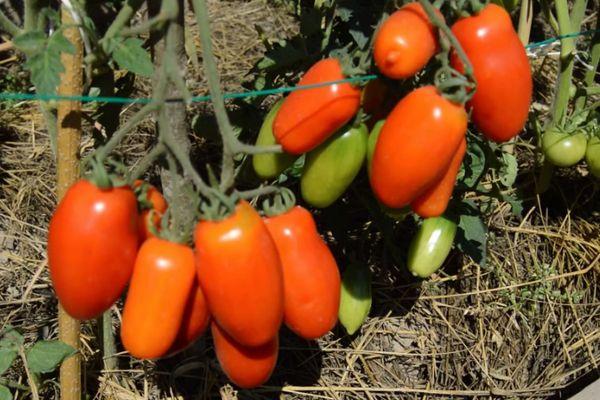 Un buisson avec des tomates