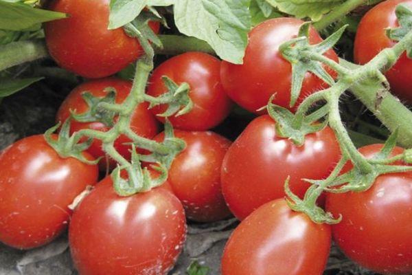 Caractéristiques de la tomate Trans Rio et techniques de culture