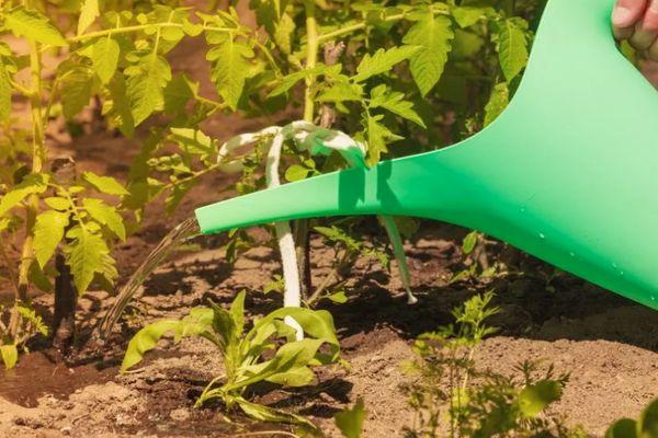 การรดน้ำมะเขือเทศ