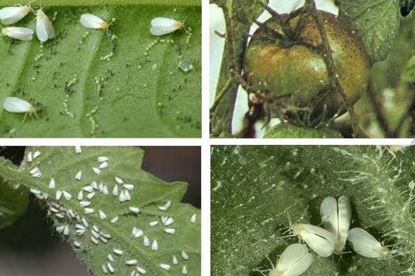 ศัตรูพืชของมะเขือเทศ