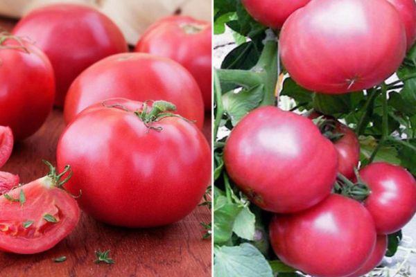 มะเขือเทศเทรตยาคอฟสกี้