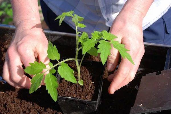 การปลูกมะเขือเทศ