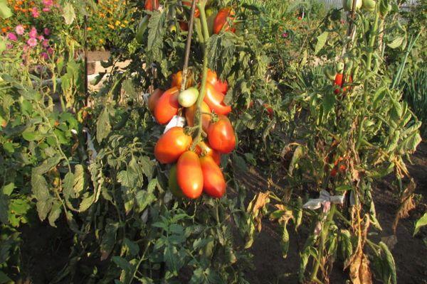 แปรงมะเขือเทศ