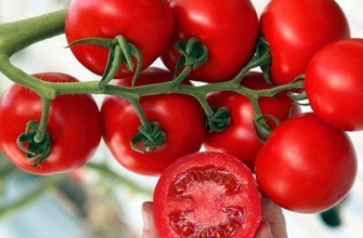 กิ่งพันธุ์มะเขือเทศ