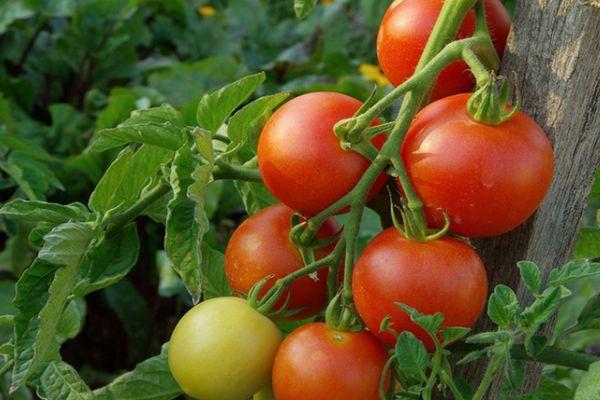 มะเขือเทศ Tt 34