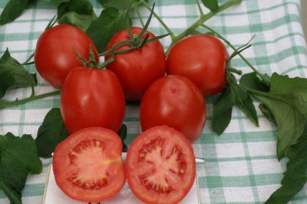 มะเขือเทศ Tt 34