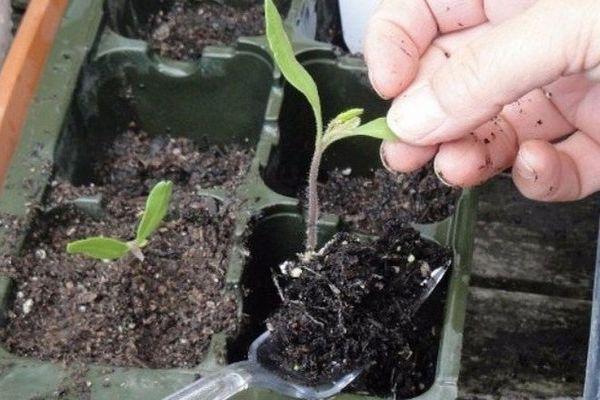 Repiquer les tomates