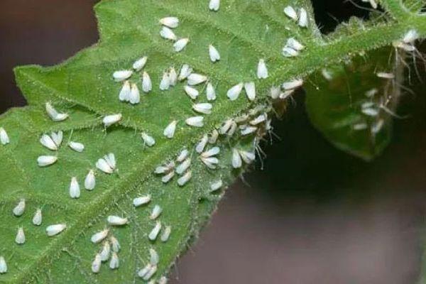 Pucerons sur les feuilles