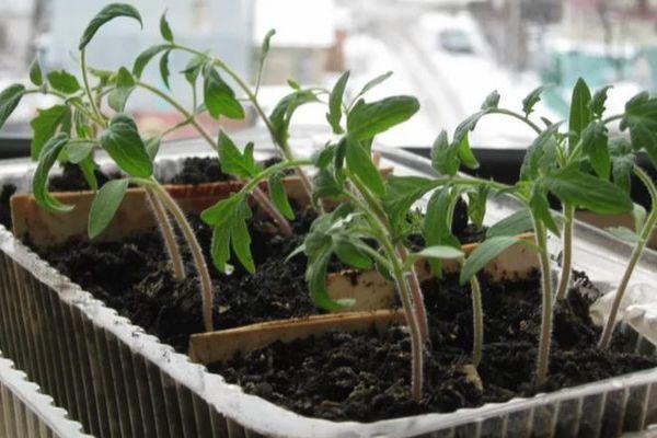 Conteneur avec semis