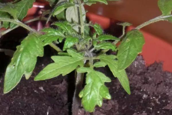 pousse de tomate