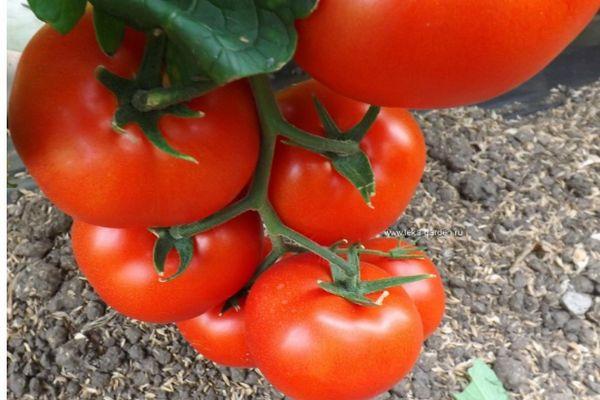 Une branche avec des tomates