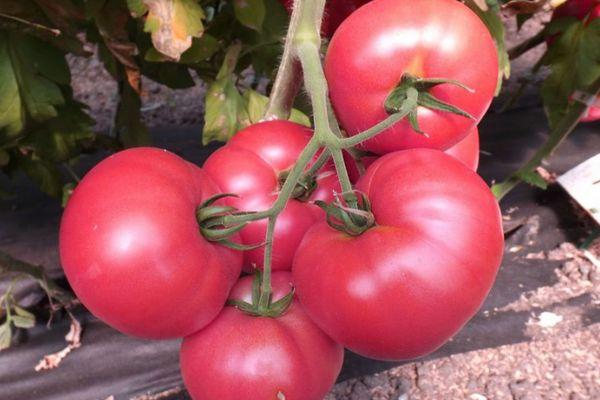 Branche avec des tomates