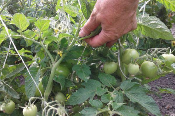 การปลูกมะเขือเทศ