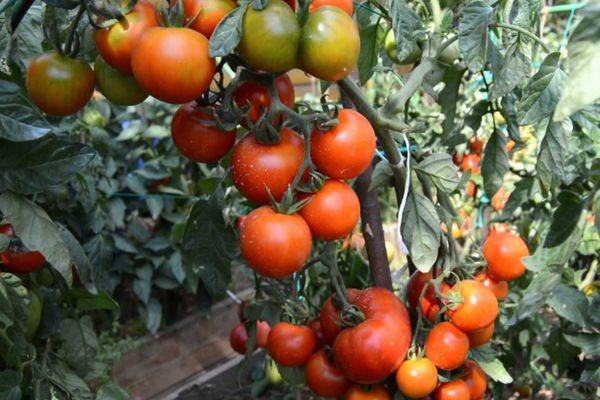 พุ่มไม้ที่มีมะเขือเทศ