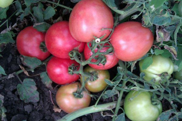 พุ่มไม้ที่มีมะเขือเทศ