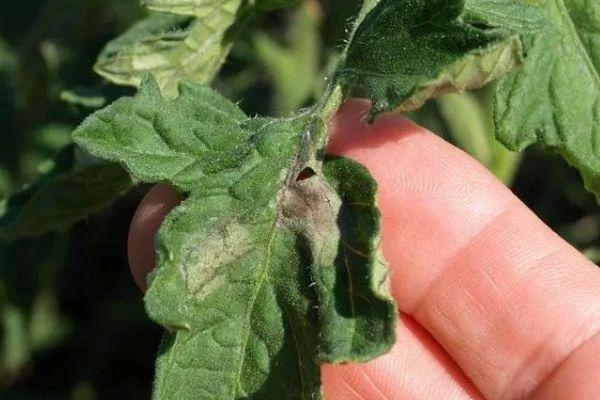 โรคของมะเขือเทศ