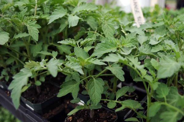 ถั่วงอกมะเขือเทศ