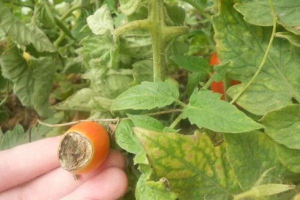 โรคของมะเขือเทศ